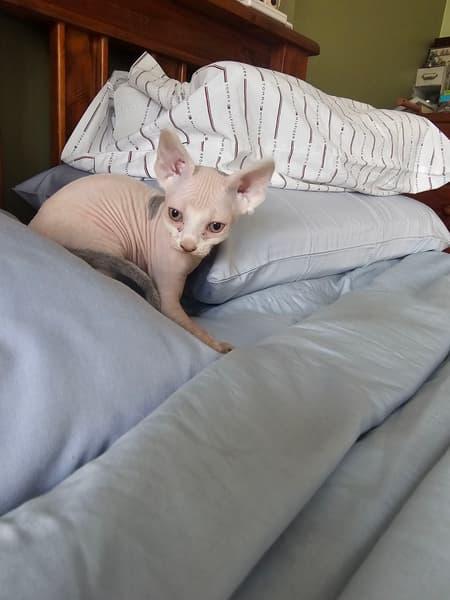 Gattini Sphynx selezionati - media 2